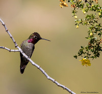 Anna's Hummingbird  (Calypte anna)