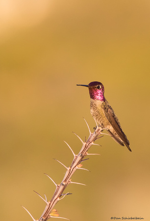 Anna's Hummingbird  (Calypte anna)