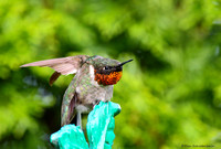 Ruby-throated Hummingbird male (Archilochus colubris)