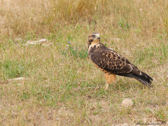 Swainson's Hawk--juvenile (Buteo swainsoni)