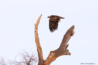 Golden Eagle  (Aquila chrysaeto)