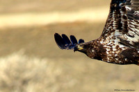 Bald Eagle (immature) (Haliaeetus leucocephalus)