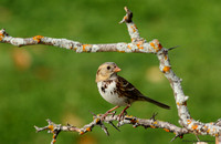 Harris's Sparrow  (Zonotrichia querula)