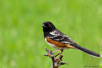 Spotted Towhee  (Piplo masculatus)