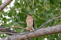 Sharp-shinned Hawk  (Accipiter striatus)