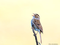 Clay-colored Sparrow  (Spizella pallida)