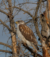 Hawks, Eagles, Kites (family Accipitridae)