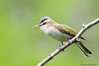 Red-eyed Vireo (Vireo olivaceus)