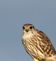 Merlin (Prairie race)  (Falco columbarius)