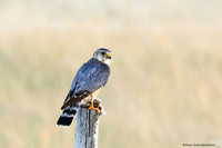 Merlin (Taiga Race) (Falco columbarius)