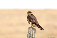 Merlin (Prairie race) (Falco columbarius)