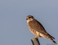 Merlin (Prairie race)  (Falco columbarius)