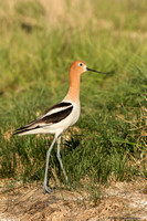 Avocets and Stilts (family Recurvirostridae)