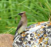 Waxwings (family Bombycillidae)