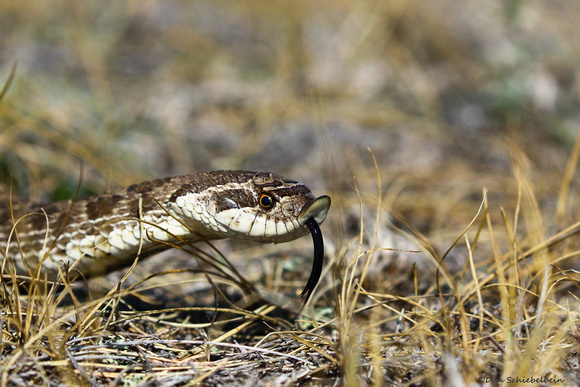 Plains/Western Hognose Snake  (Heterodon nasicus)