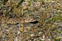 Plains/Western Hognose Snake  (Heterodon nasicus)