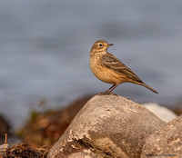 American Pipit (Anthus rubescens)