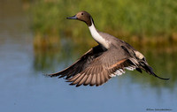 Ducks, Geese, & Swans (family Anatidae)