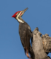 Pileated Woodpecker  (Dryocopus pileatus)
