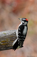 Woodpeckers (family Picidae)