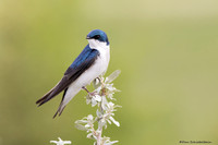 Tree Swallow  (Tachycineta bicolor)