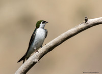 Violet-green Swallow  (Tachycineta thalassina)