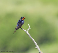 Swallows (family Hirundinidae)