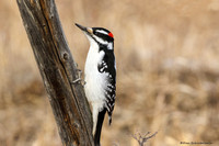 Hairy Woodpecker (Picoides villosus