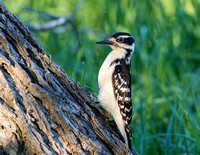 Hairy Woodpecker  (Picoides villosus