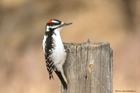 Hairy Woodpecker (Picoides villosus
