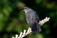 Mockingbirds & Thrashers (family Mimidae)