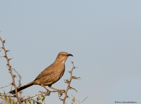 Curved-billed Thrasher (Toxostoma curvirostre)
