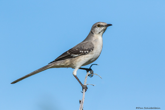 Northern Mockingbird (Mimus poluglottos)