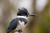 Belted Kingfisher... portrait (Megaceryle alcyon)