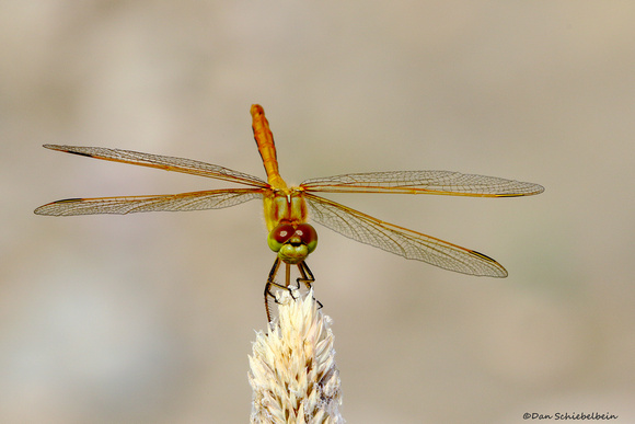 Orange Meadowhawk Dragonfly (Sympetrum spp.)