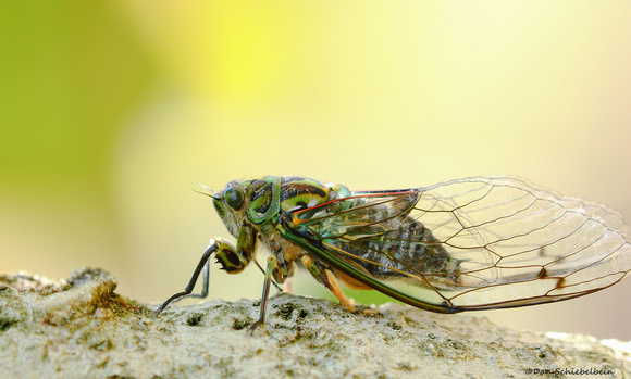 New Zealand Chorus Cicada (Amphipsalta zelandica)