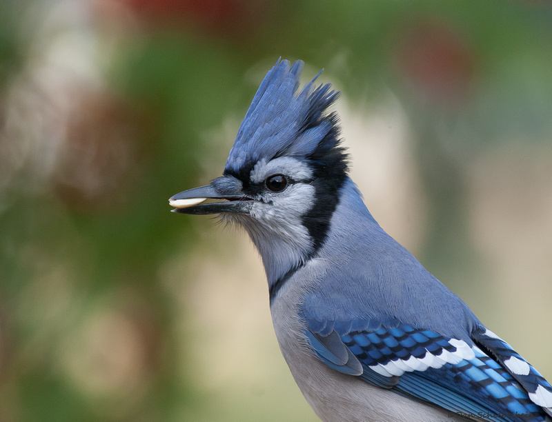 Zenfolio | Dan Schiebelbein Nature Photography | Jays, Crows, Magpies ...