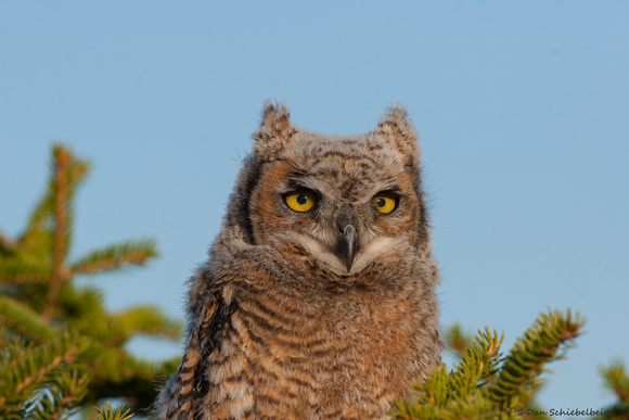 Great Horned Owl fledgling portrait (Bubo virginianus)