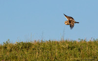 Short-eared Owl  (Asio flammeus)