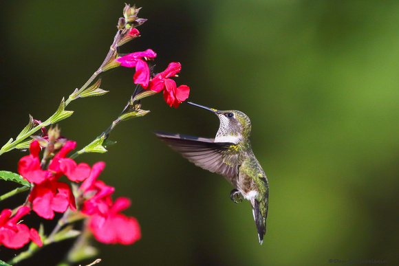 Ruby-throated Hummingbird (Archilochus colubris)