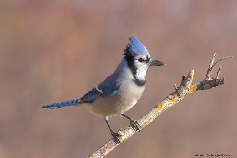 Zenfolio | Dan Schiebelbein Nature Photography | Jays, Crows, Magpies ...