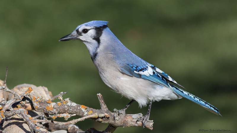 Zenfolio | Dan Schiebelbein Nature Photography | Jays, Crows, Magpies ...