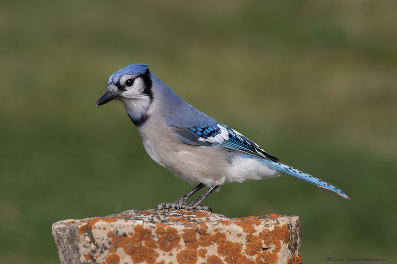 Zenfolio | Dan Schiebelbein Nature Photography | Jays, Crows, Magpies ...