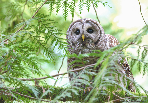 Barred Owl  (Strix varia)