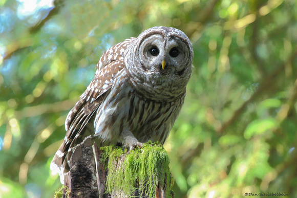 Barred Owl  (Strix varia)