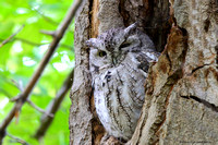 Eastern Screech Owl  (Megascops asio)
