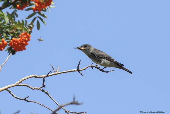 Olive-sided Flycatcher  (Contopus cooperi)