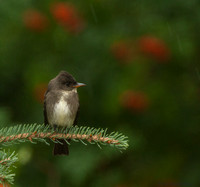 Olive-sided Flycatcher (Contopus cooperi)