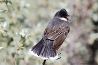 Eastern Kingbird  (Tyrannus tyrannus)