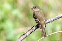 Willow Flycatcher  (Empidonax traillii)